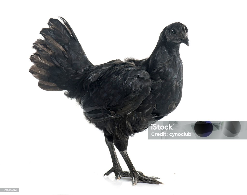 chicken cemani chicken ayam cemani chicken in front of white background 2015 Stock Photo