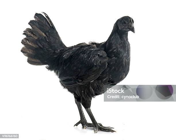 Chicken Cemani Chicken Stock Photo - Download Image Now - 2015, Adult, Animal