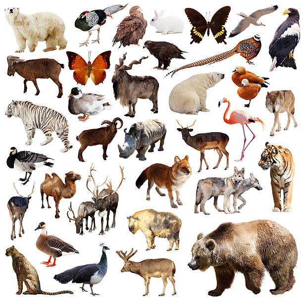 istock Brown bear and other asian animals. Isolated on white 496168180