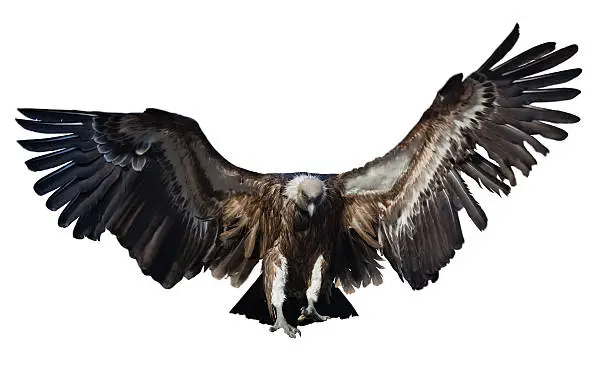 Flying  vulture. Isolated over white background