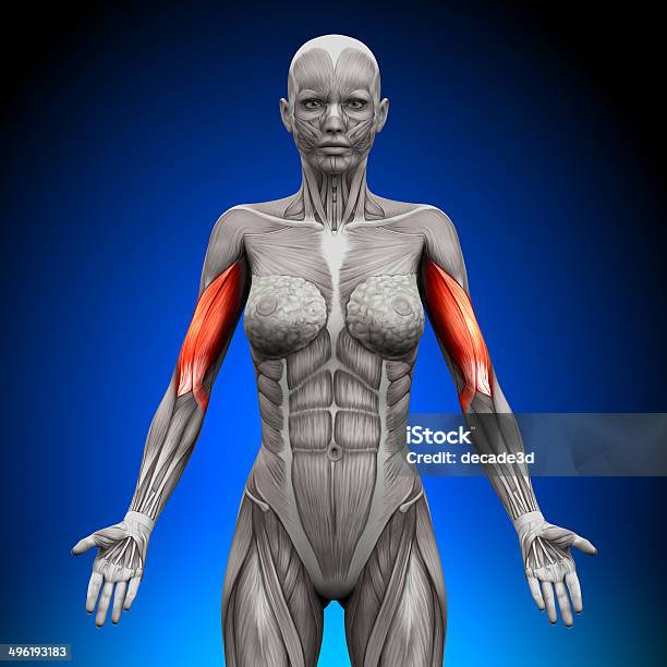 Chest Pectoralis Major Minor Anatomy Muscles Stock Photo - Download Image  Now - Pectoral Muscle, Pectoralis, Anatomy - iStock