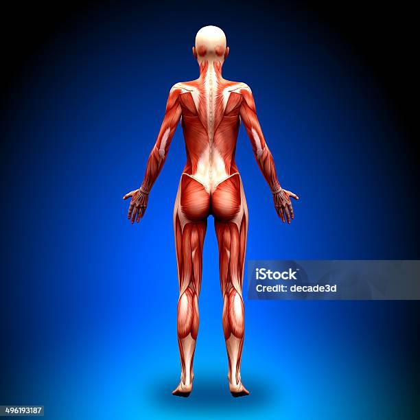 Posterior View Female Anatomy Muscles Stock Photo - Download Image Now - Anatomy, Abdomen, Abdominal Muscle