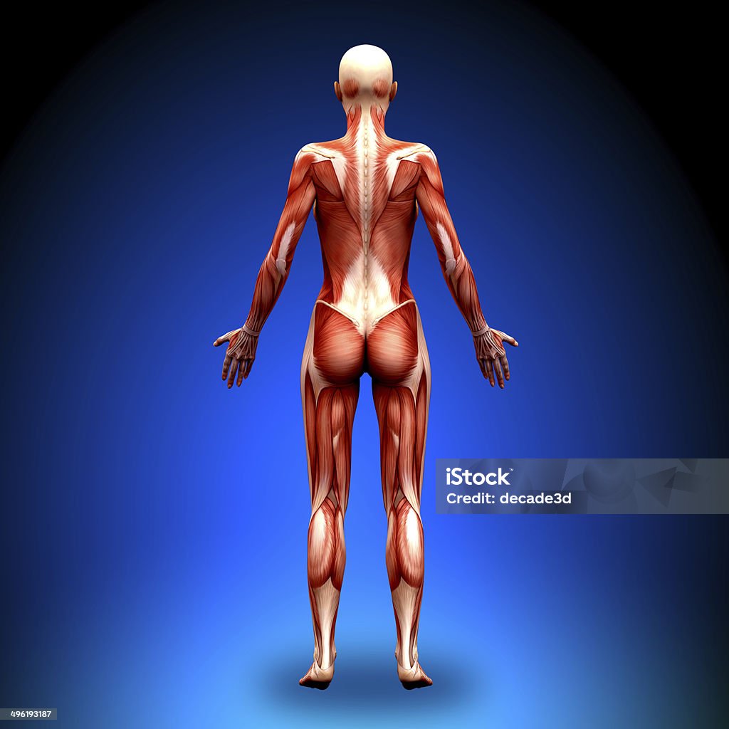 Tylnego-kobieta anatomii mięśni - Zbiór zdjęć royalty-free (Anatomia człowieka)
