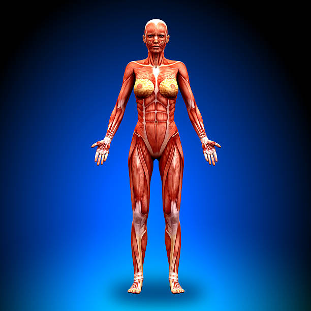 istock Anterior view - Female Anatomy Muscles 496193191