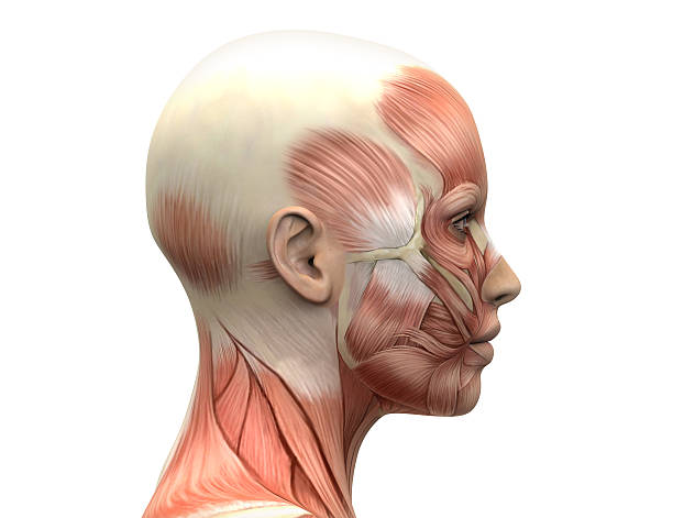 donna, testa muscoli anatomia-vista laterale - muscolo umano foto e immagini stock