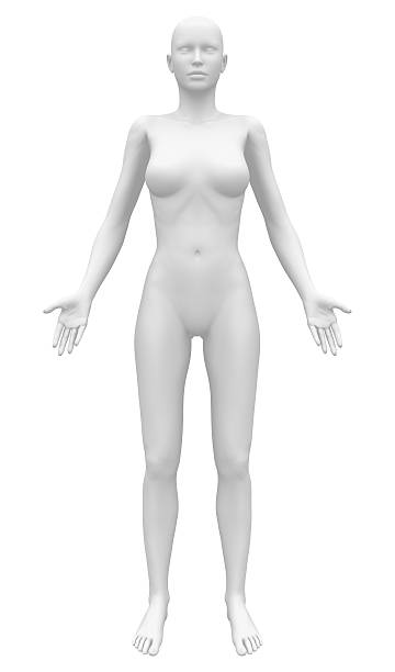 istock Blank Anatomy Female Figure - Front view 496193195