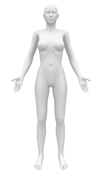 figura feminina de anatomia em branco-vista frontal - mannequin naked female doll imagens e fotografias de stock