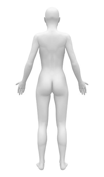istock Blank Anatomy Female Figure - Back view 496193199