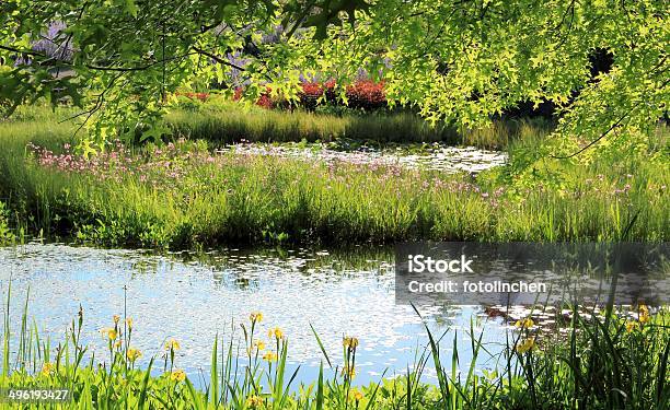 Gartenponds Stockfoto und mehr Bilder von Blume - Blume, Blüte, Fotografie