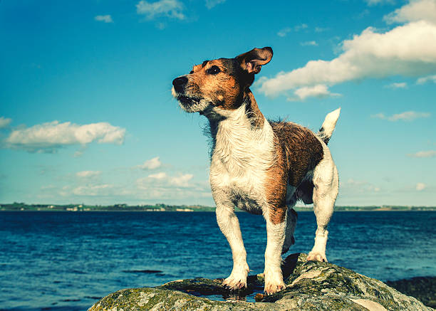 A Jack Russell Terrier by the sea on a Sunny Spring day. Stood on a rock, looking across the sea.