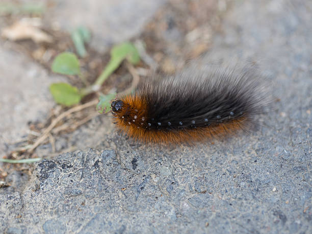 istock Caterpillar of the brown bear on asphalt 496194543