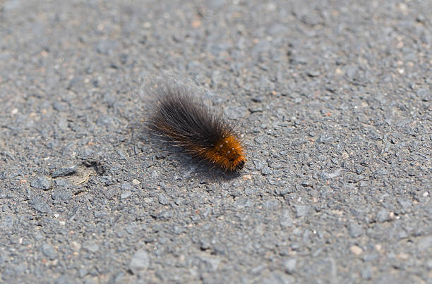 istock Caterpillar of the brown bear on asphalt 496194545
