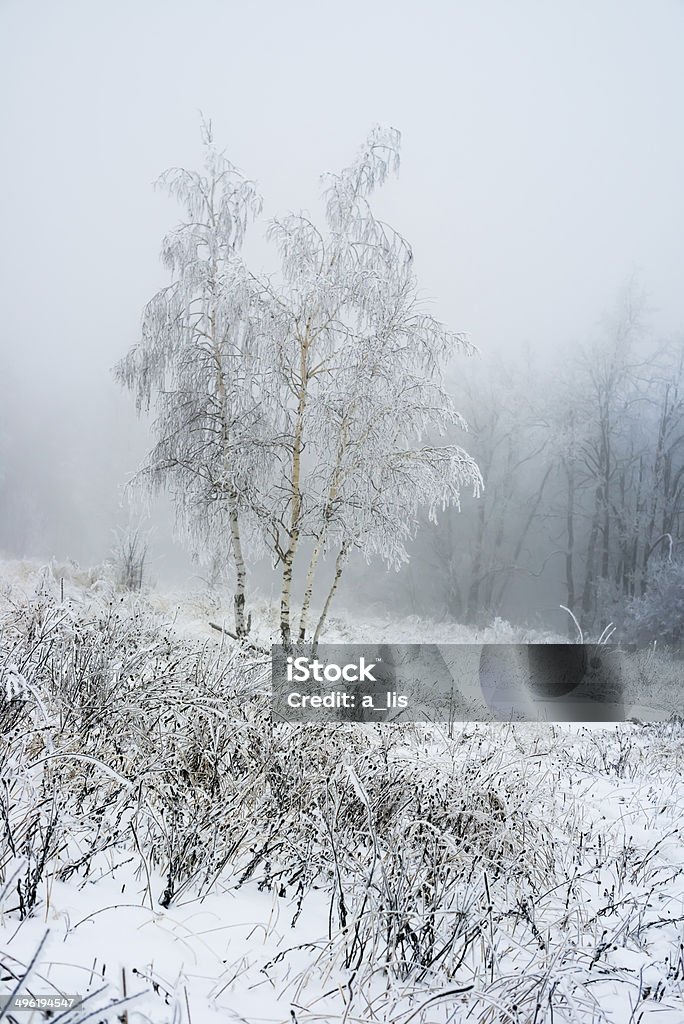 Copertura in congelati inverno Betulla foresta, Russia - Foto stock royalty-free di Albero