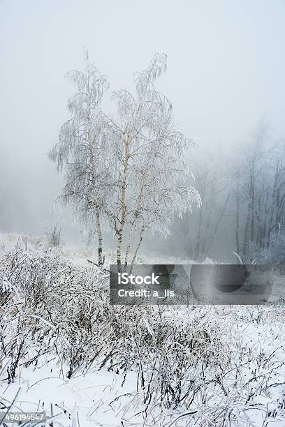 Copertura In Congelati Inverno Betulla Foresta Russia - Fotografie stock e altre immagini di Albero