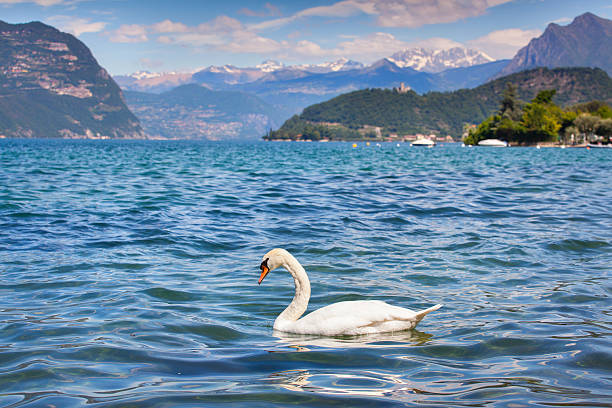 istock White swan on Lake Iseo 496195221
