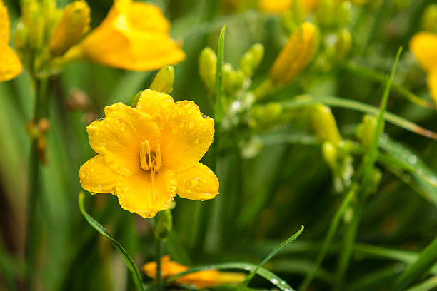 Yellow Stella de Oro Daylily Yellow "Stella de Oro" Daylily day lily stock pictures, royalty-free photos & images