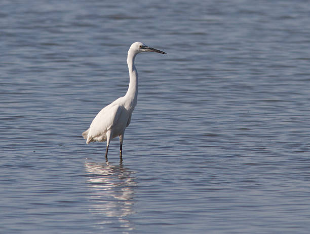 istock Little Egret in the shallows. 496195735