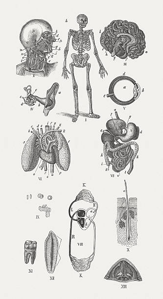 ilustraciones, imágenes clip art, dibujos animados e iconos de stock de anatomía de hombre (con etiqueta), publicada en 1881 - blood human vein animal vein human blood vessel
