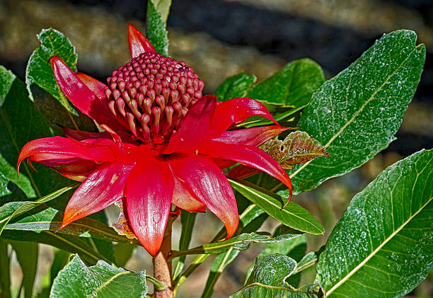 istock Red Protea Flower and Leaves 496196947