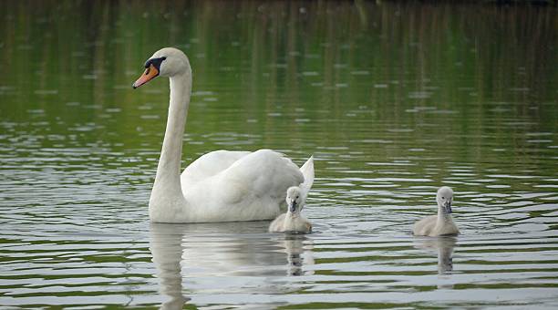 istock Mute Swan and Cygnets on a lake 496197175