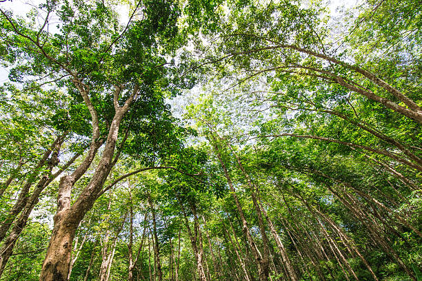 istock rubber plantation in the forest 496197901