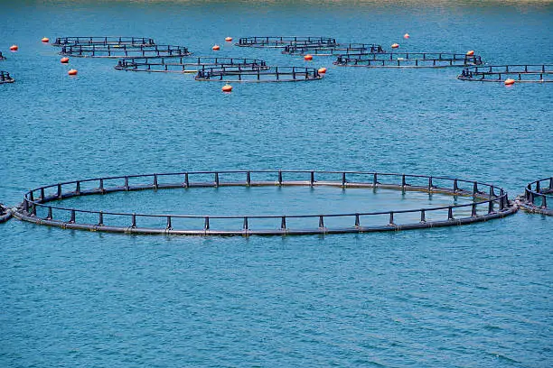Photo of Fish Farm with floating cages