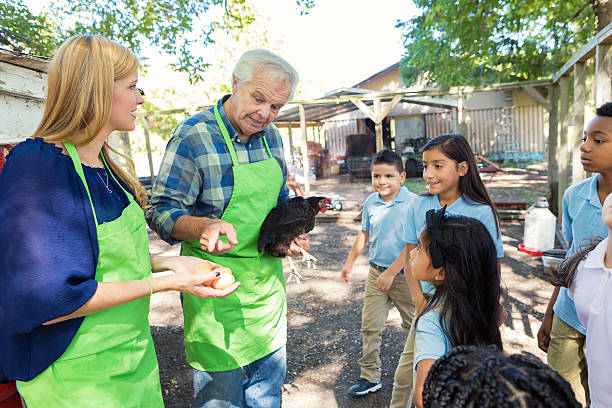 Farmer teaching students about farm life during field trip Senior adult Caucasian man with gray hair is farmer at local farm. He is holding a hen and teaching a diverse group of elementary age school children about farm animals while standing in chicken coop at farm. Students and their mid adult Caucasian teacher are learning about farm life during field trip. elementary school students at chicken coop during farm field trip stock pictures, royalty-free photos & images