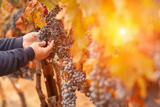 agriculteur inspectant ses raisins dans un vignoble - napa valley vineyard grape food photos et images de collection