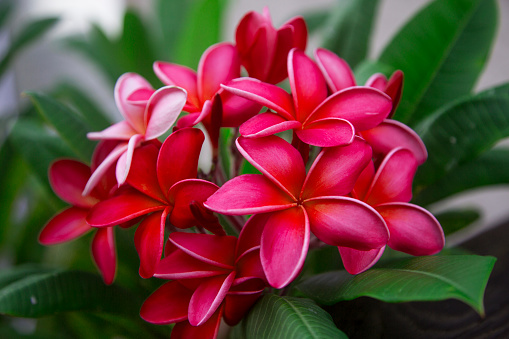 Plumeria flowers which are used to make Hawaii Leis