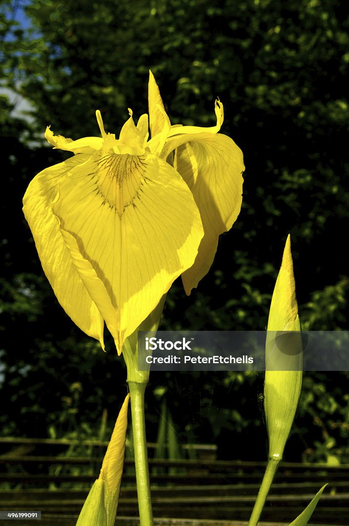 Drapeau jaune - Photo de Angiosperme libre de droits