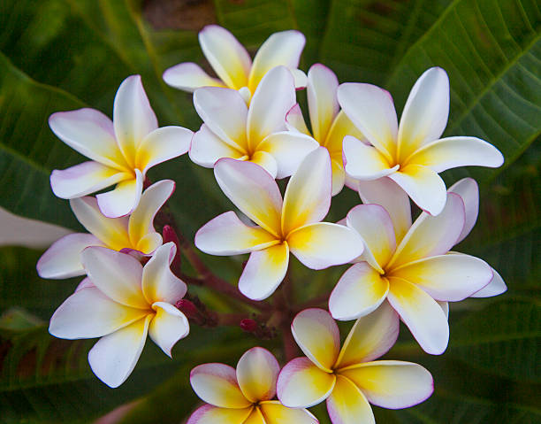 istock White Plumeria flowers 496199112