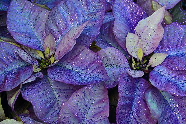istock Purple poinsettia flowers 496200046