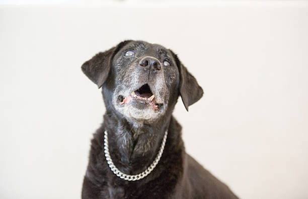 senior con cataracts labrador retriever nero - dog black labrador retriever animal nose foto e immagini stock