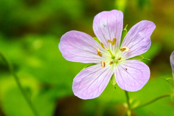 istock Macro of a Small Flower 496202130