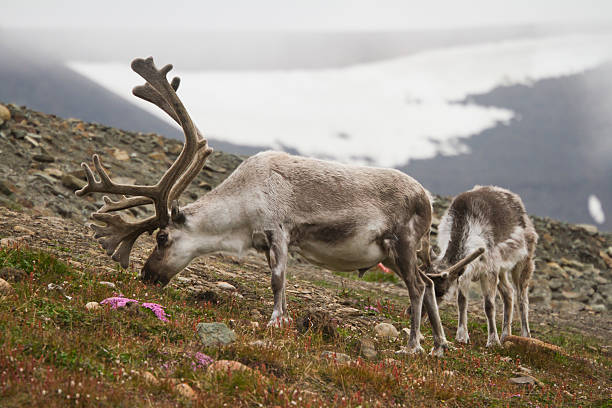 istock Two Wild Reindeer Eating Grass and Flowers 496202236