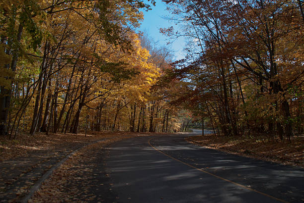 istock Autumn road in a forest 496202616