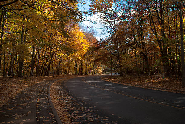 istock Autumn road in a forest 496202820