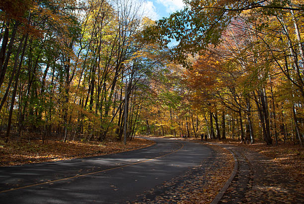 istock Autumn road in a forest 496202950