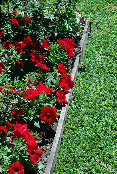 istock Garden full of roses 496203106