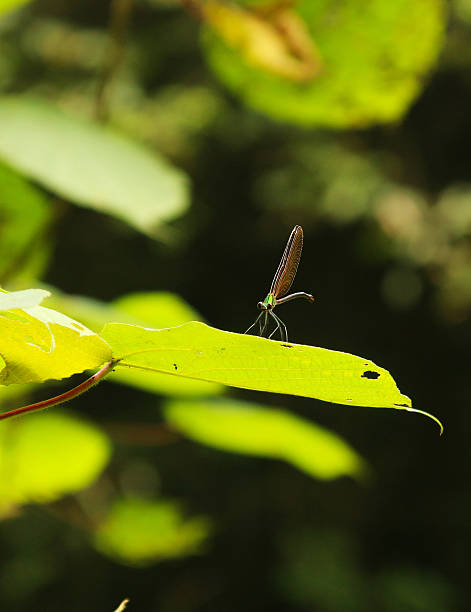 Caenagrion on a leaf preying an ant stock photo