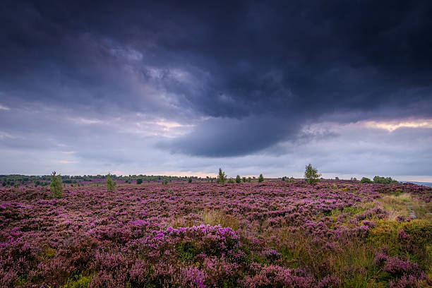 heather storm - norrland imagens e fotografias de stock