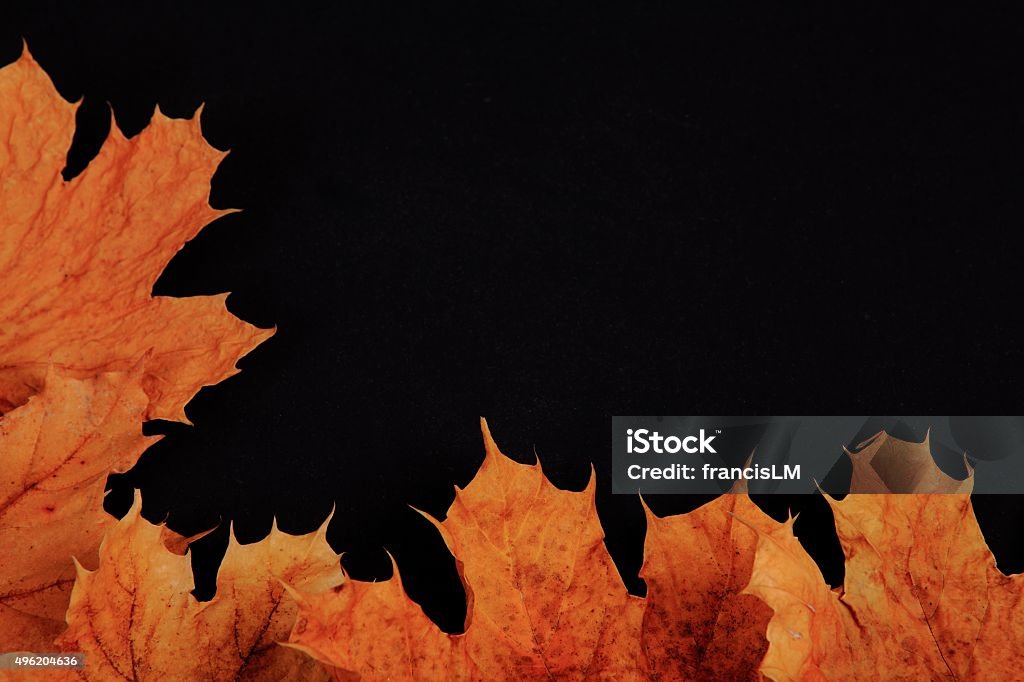 Yellow Maple Leaves Autumn leaves (maple) on black background. 2015 Stock Photo