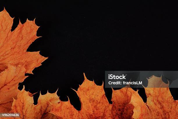 Yellow Maple Leaves Stock Photo - Download Image Now - 2015, Arrangement, Autumn