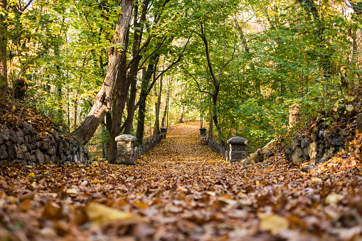 Low angle view of footpath in the fall park, Sands Point Preserve, New York