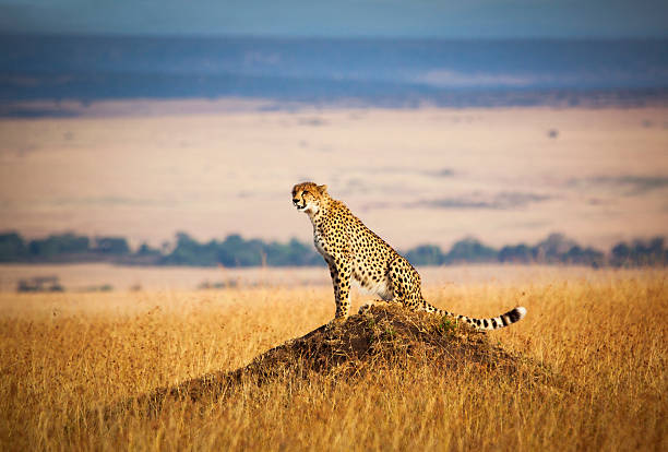 Cheetah in open landscape Lone cheetah looking out over the open savannah of the Masai Mara, Kenya maasai mara national reserve photos stock pictures, royalty-free photos & images
