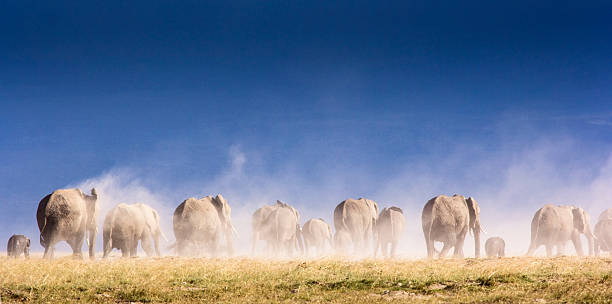 Elephant herd and Kilimanjaro lephant herd in dust storm - Amboseli, Kenya stampeding photos stock pictures, royalty-free photos & images