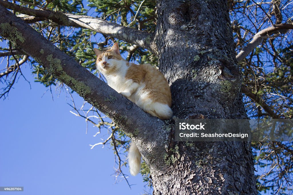 Cat in a Tree A cat in a tree looking to the side. 2015 Stock Photo