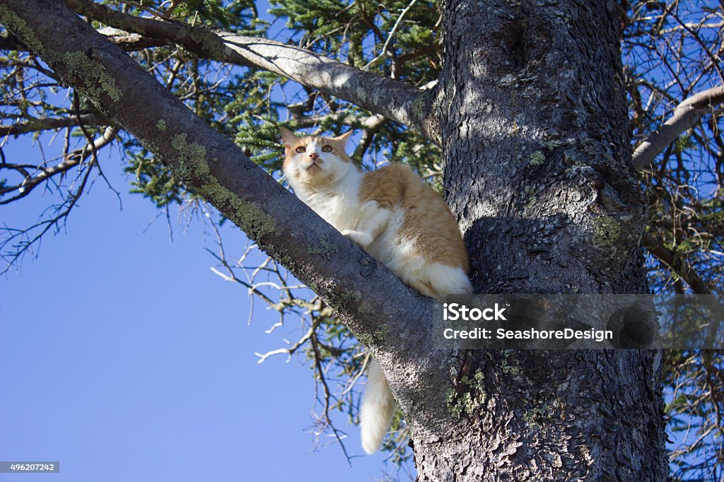 Cat in a Tree A cat in a tree looking upward. 2015 Stock Photo