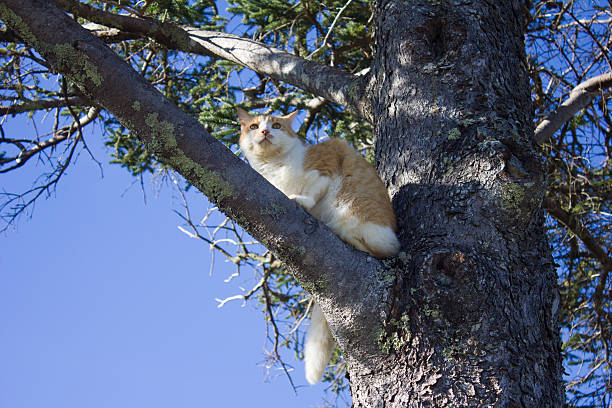 Cat in a Tree stock photo