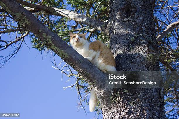 Cat In A Tree Stock Photo - Download Image Now - 2015, Beige, Branch - Plant Part
